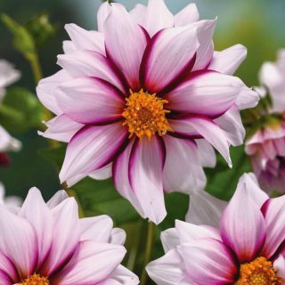 Edge of Joy Dahlia Thumbnail
